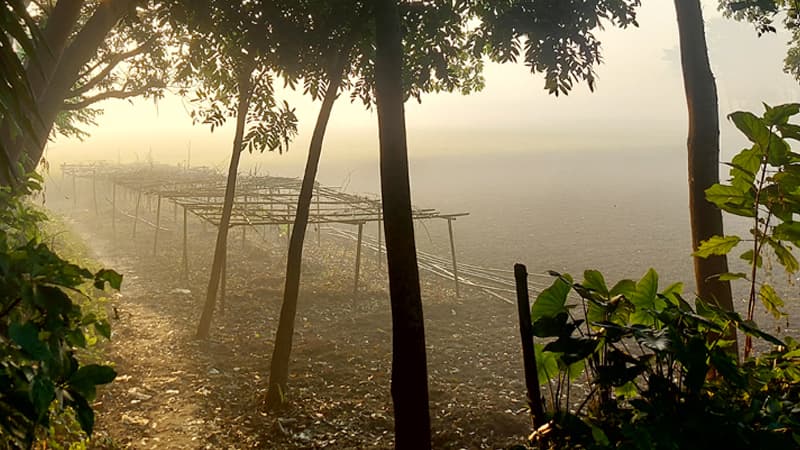 দেশে শীত নামবে কবে, যা জানাল আবহাওয়া অফিস