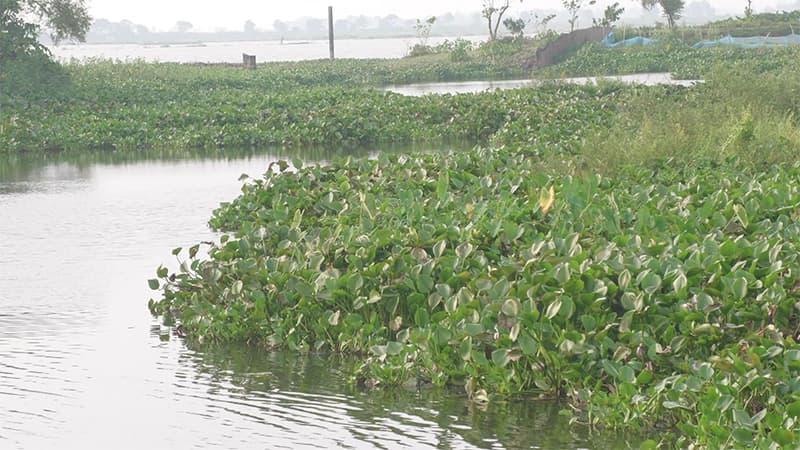 বিলীনের পথে মৌলভীবাজারের বিলগুলো, হুমকির মুখে ১৪৩ প্রজাতির দেশীয় মাছ
