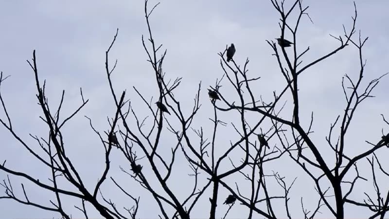 নগরে দূষণের শিকার গাছ, ঝুঁকিতে জীববৈচিত্র্য