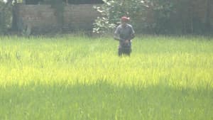 উৎপাদন খরচ বাড়লেও ফসলের ন্যায্য দাম না পাওয়ায় দুশ্চিন্তায় কৃষক ছবিতে উৎপাদন খরচ বাড়লেও ফসলের ন্যায্য দাম না পাওয়ায় দুশ্চিন্তায় কৃষক সংক্রান্ত দৃশ্য