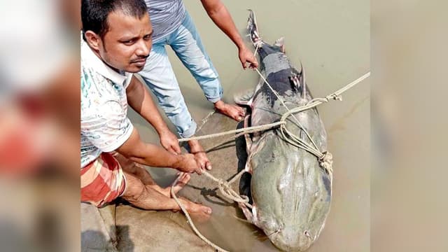 ব্রহ্মপুত্রে জেলের জালে ধরা পড়ল ৯০ কেজির বাঘাইড়, বিক্রি কত টাকায়? ব্রহ্মপুত্রে জেলের জালে ধরা পড়ল ৯০ কেজির বাঘাইড়, বিক্রি কত টাকায়?