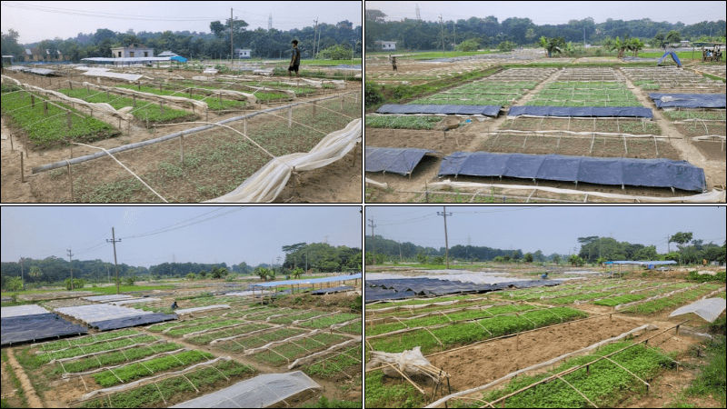 কুমিল্লায় ৫০ কোটি টাকার চারা বাণিজ্য, ব্যাঘাত ঘটাচ্ছে জলাবদ্ধতা কুমিল্লায় ৫০ কোটি টাকার চারা বাণিজ্য, ব্যাঘাত ঘটাচ্ছে জলাবদ্ধতা