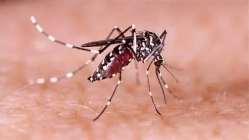 ডেঙ্গুতে আরও ৫ জনের মৃত্যু, হাসপাতালে ১৯২০ ডেঙ্গুতে আরও ৫ জনের মৃত্যু, হাসপাতালে ১৯২০