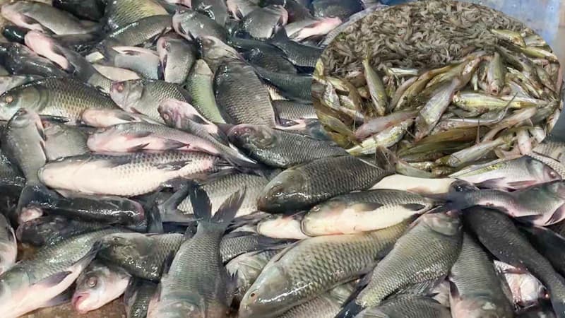 সরবরাহ বাড়ায় বাজারে কমেছে মাছের দাম সরবরাহ বাড়ায় বাজারে কমেছে মাছের দাম