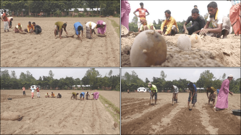 নীলফামারীতে আগাম আলু চাষের ধুম, ব্যস্ত কৃষকেরা নীলফামারীতে আগাম আলু চাষের ধুম, ব্যস্ত কৃষকেরা
