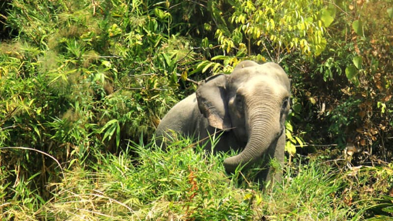 ধান রক্ষা করতে গিয়ে বন্যহাতির আক্রমণে প্রাণ গেল কৃষকের ধান রক্ষা করতে গিয়ে বন্যহাতির আক্রমণে প্রাণ গেল কৃষকের
